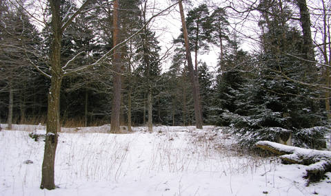 Vido Dulkės nuotrauka